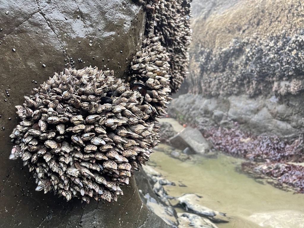 Exposed low intertidal rocks. In the lower left, a gooseneck rosette on bare rock. The intertidal zones are exposed in the background, off to the right.