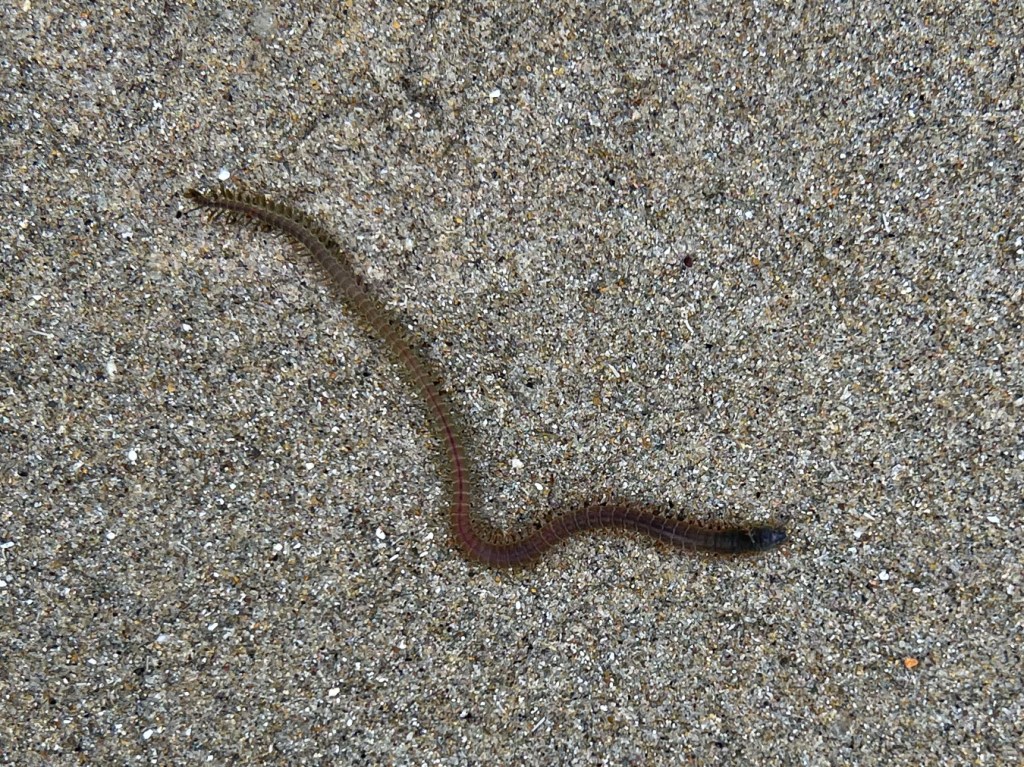 Nereid worm on the sand.