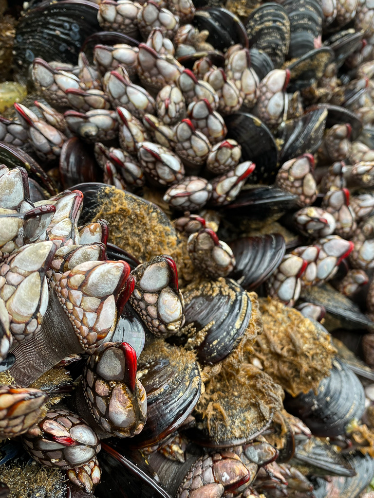 Closeup on a mix of Pollicipes and Mytilus. The goosenecks have crimson areas on the capitulum's soft tissue.