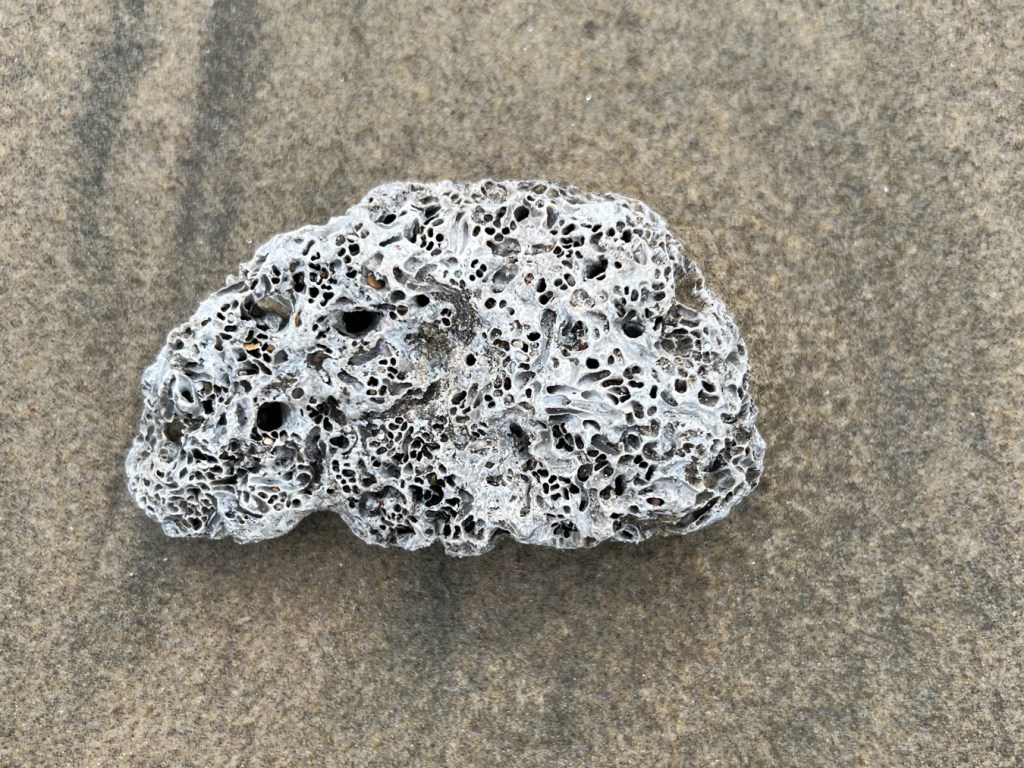 A rounded and much eroded fragment of a Dodecaceria colony washed up on a sandy beach. For scale, though not perfect, the fragment is a bit smaller than your fist.