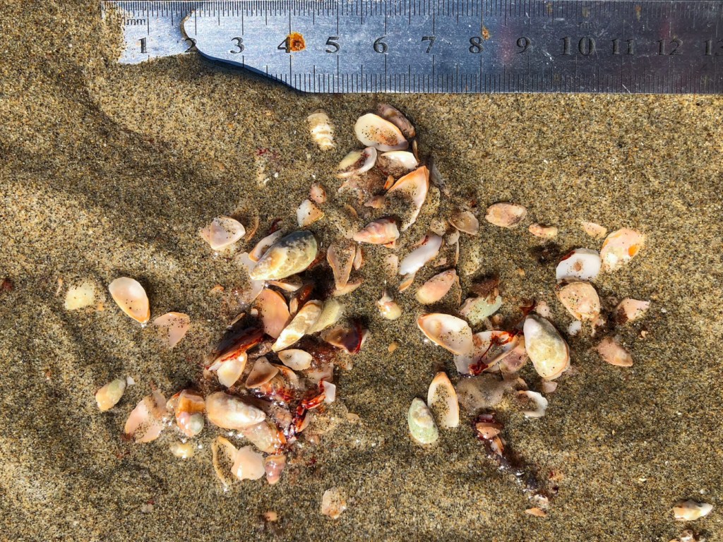 A regurgitated gull pellet, washed by the swash, with lots of Pollicipes lying about on the sand. 15 cm rule for scale.