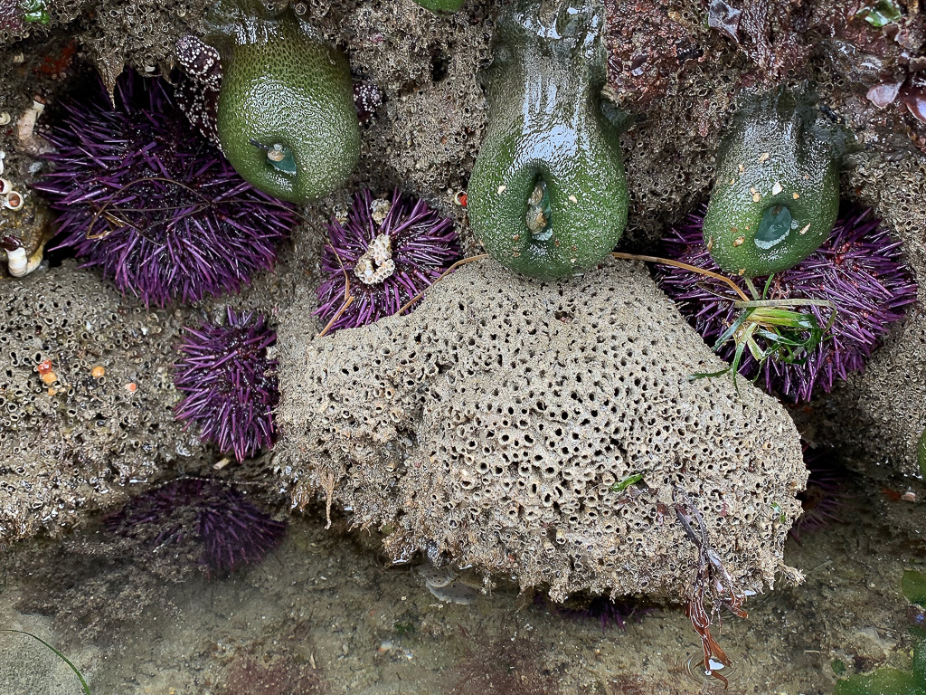 A Dodecaceria colony at eh edge of a tidepool. Three giant green anemones and five or six purple urchins are also prominent. This scene is exposed by a quite low tide.