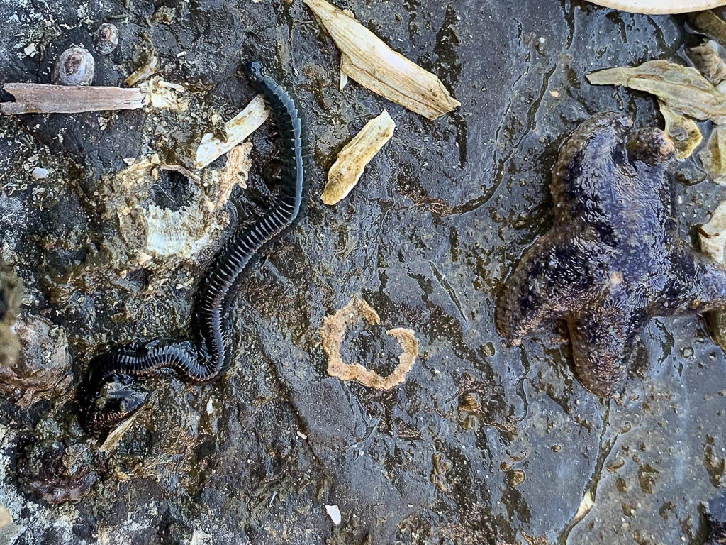 Nereid worm on a mostly bare intertidal rock. 