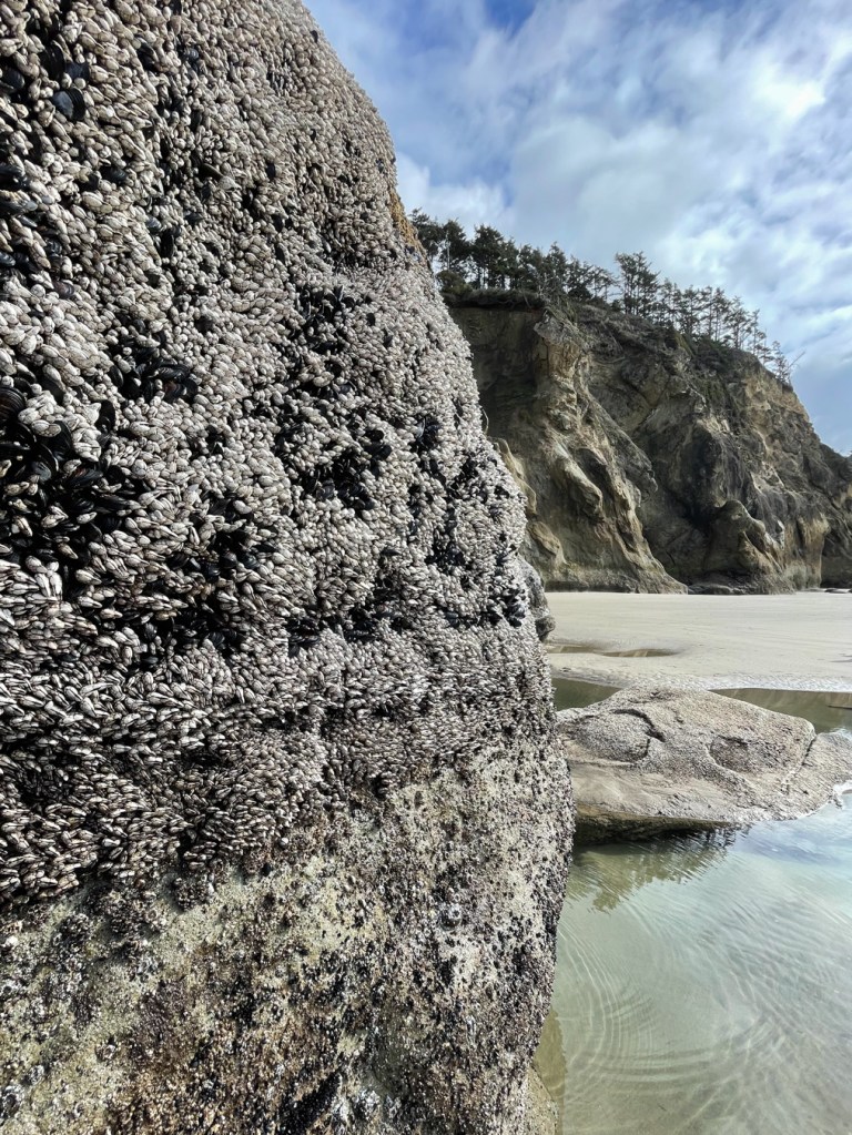 A beachscape featuring a high vertical rock in the foreground; in the midground, a sand-filled tidepool and a sandy beach. In the distance, cliffs are topped by sparse maritime forest. Bands of Pollicipes on the high rock in the foreground. Partly cloudy sky.