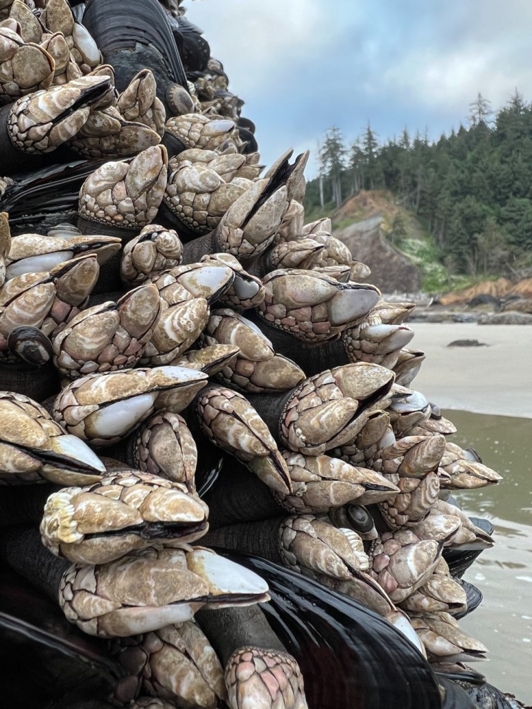 Beachscape featuring a closeup of goosenecks and mussels on an intertidal rock. In the mid-ground, swash and beach sand. In the distance, high intertidal rocks and forested slopes. Mostly cloudy sky. 