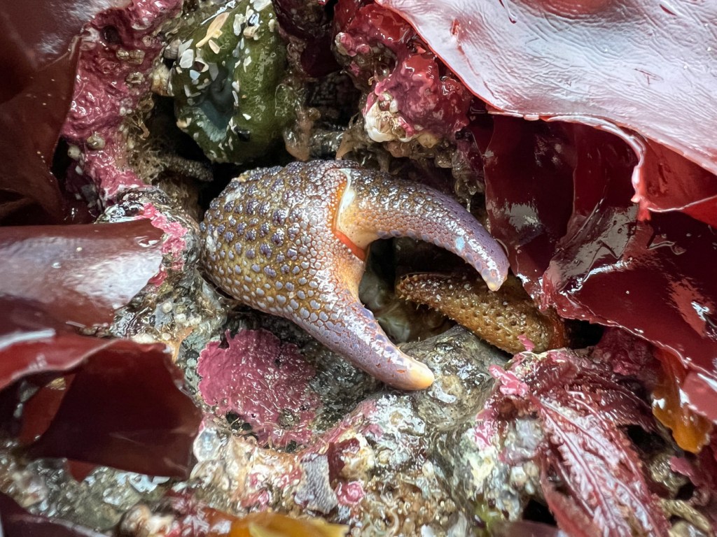 A large pinching claw blocks the entrance of a crevice inhabited by one or more granular claw crabs Oedignathus inermis. Red seaweeds and giant green anemones share the scene.