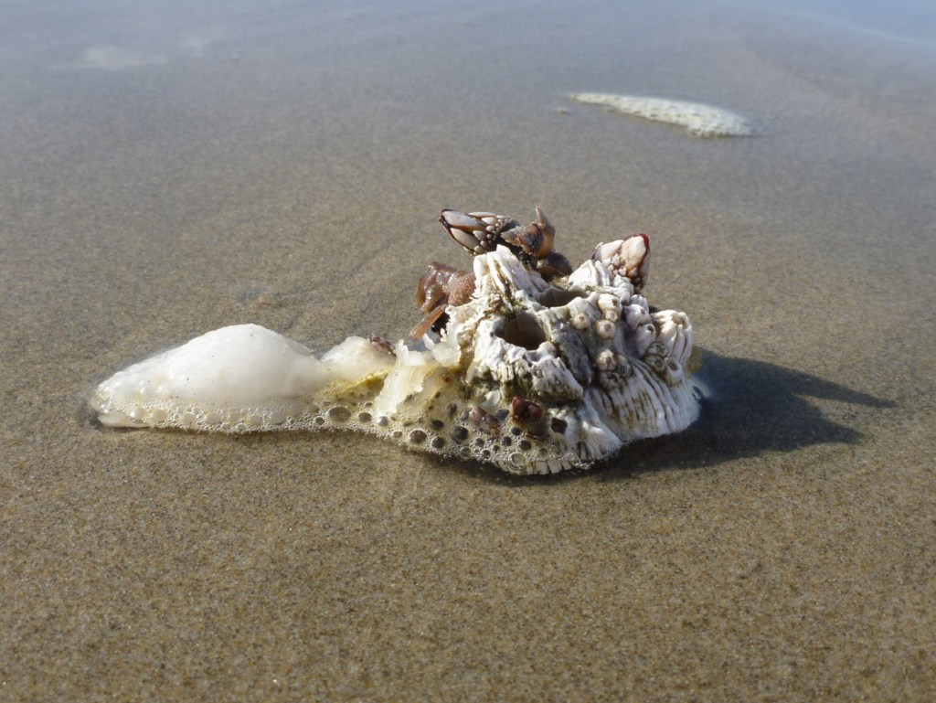 A few goosenecks on a detached thatched barnacle resting on the sand in the swash zone. Other hitchhikers include smaller thatched barnacles and a few little browns Chthamalus dalli (I think).