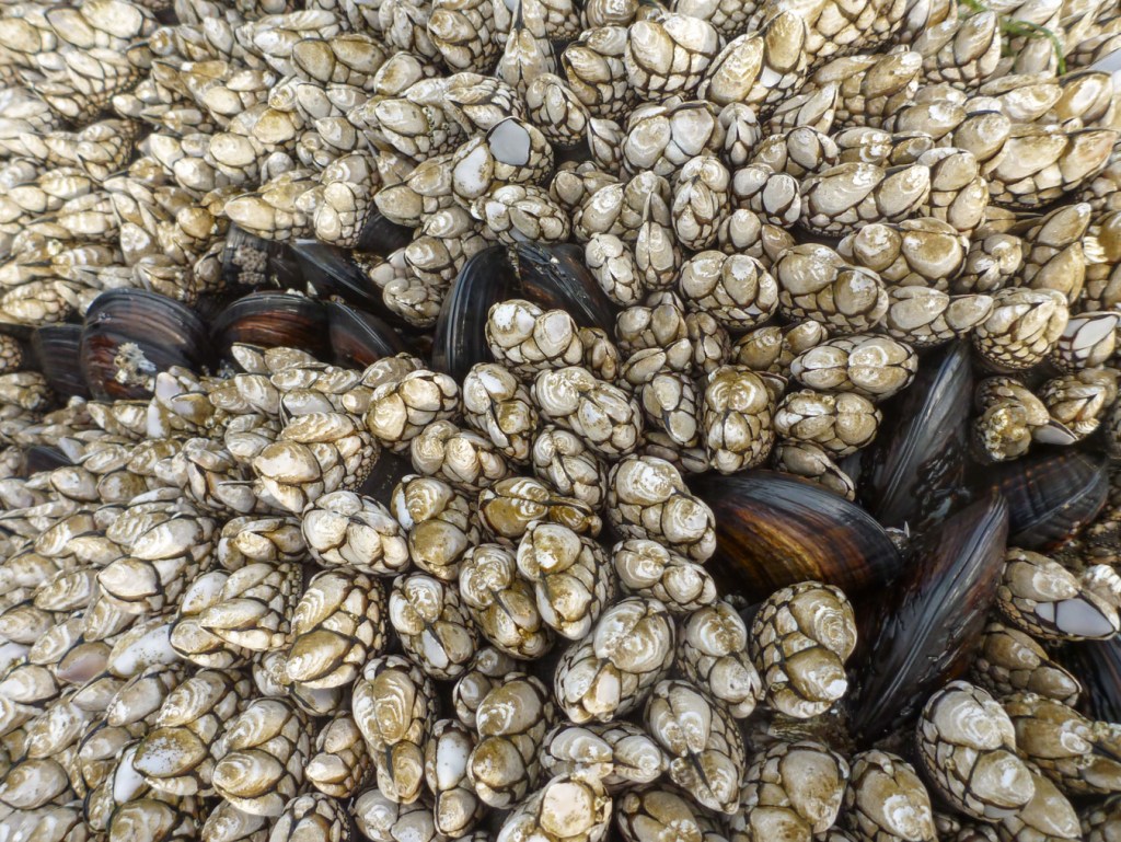 A dozen California mussels peeking out from a mass of goosenecks.