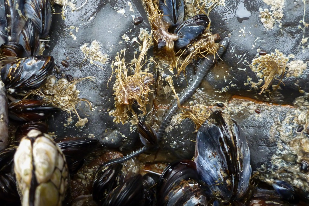 Nereid worm exploring a patch of bare rock where mussels once lived. (Byssal threads still present.)