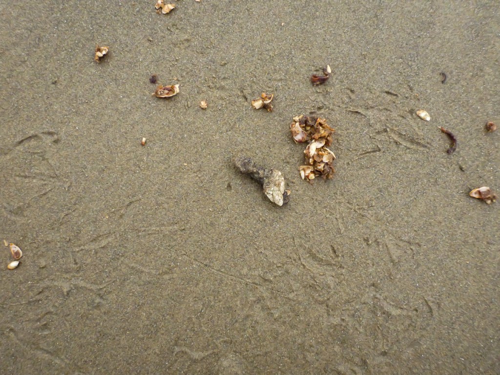Regurgitated plates and a capitulum with some stalk attached lay on gull-track-dimpled sand.