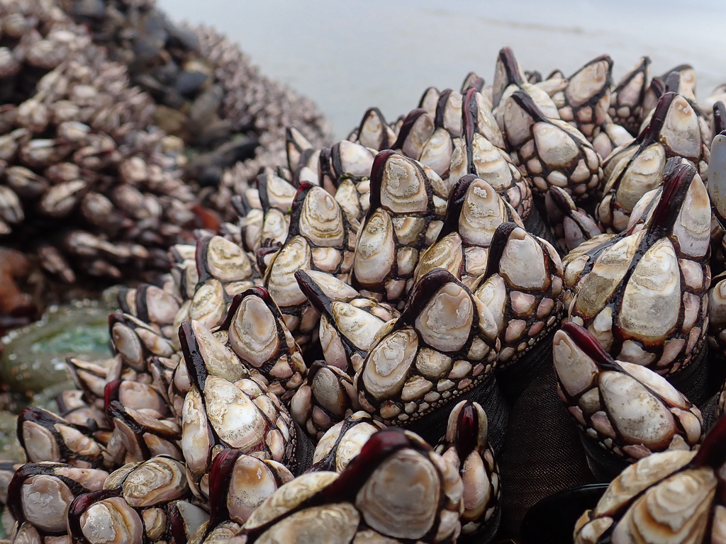 Closeup on a Pollicipes rosette. Giant green anemone, California mussels, and more goosenecks are in the background. 