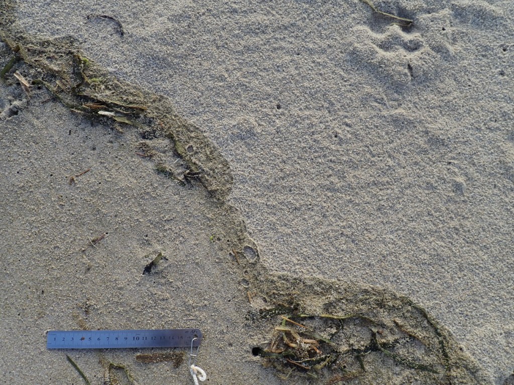 Closeup of last night's tide line; the boundary between  wet and dry sand contains a small amount of nondescript material.