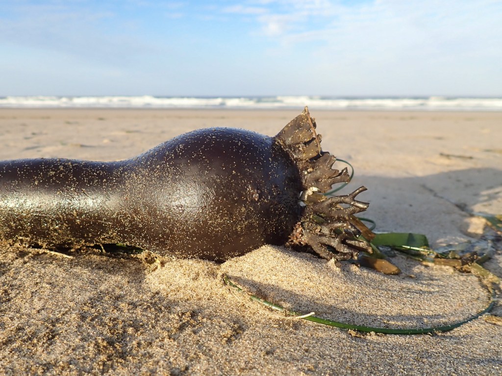Closeup of a drift bull kelp bulb on dry sand. The kelp blades are eroded away, except at the base where they leave the bulb. Beach in the midground, the surf zone in the distance. Sparse clouds.