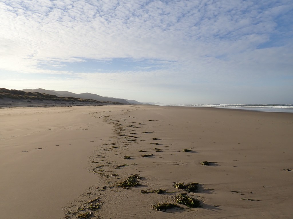 Beachscape showing a band of sea wrack, mostly eelgrass, between wet sand and the surf zone below and drier bare sand above. The view is south, with dunes and coastal mountains to the left and the surf zone to the right. Sparse clouds.