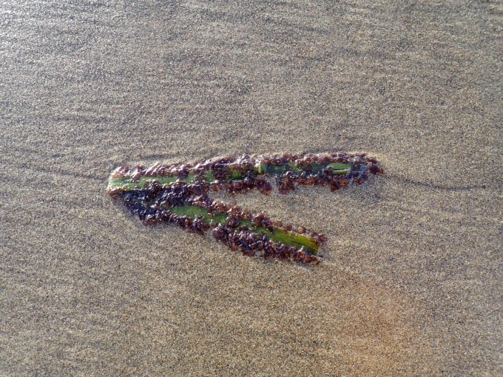 Closeup of red fringe on a folded drifted eelgrass blade on the wet sand.