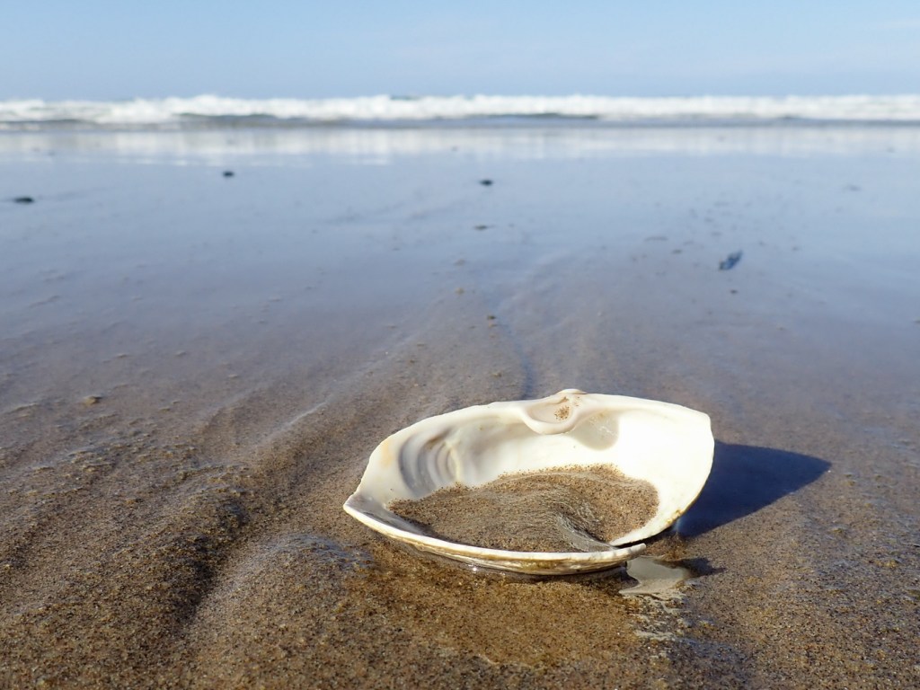 One bleached fat gaper valve with the chondrophore exposed. Swash and the surf zone in the background. Hazy sky.