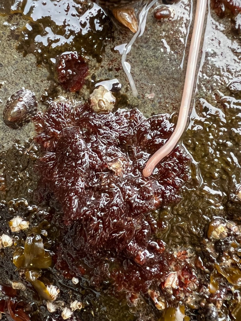 A large and a small ribbon worm on a rock partially covered by a red seaweed. A few barnacles and a limpet also present.