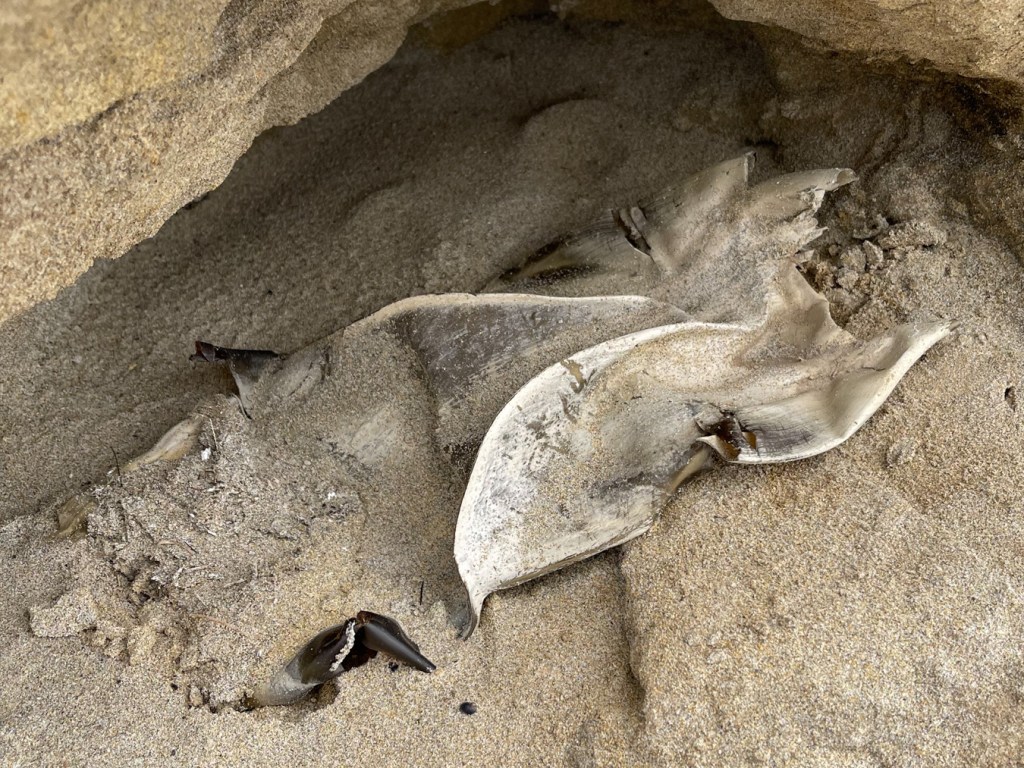 Big skate egg case on dry sand up against the cliff at the back of the beach.