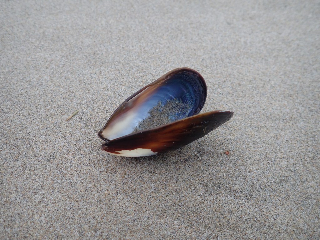 An empty mussel shell (Mytilus), both valves, on smooth, undisturbed sand. 