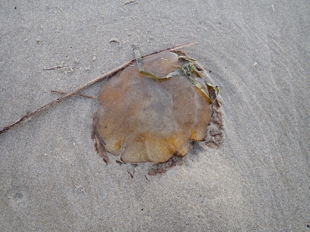 A beachcast Pacific sea nettle jellyfish (Chrysaora fuscescens).
