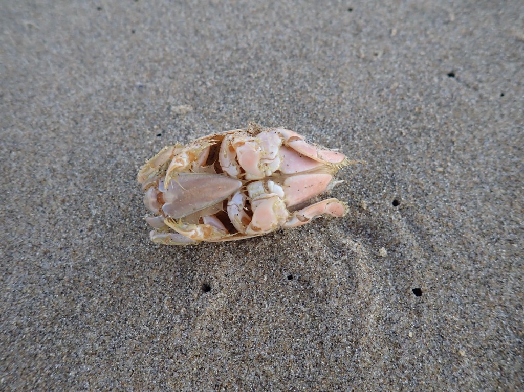 An upside-down Pacific mole or sand crab (Emerita analoga).