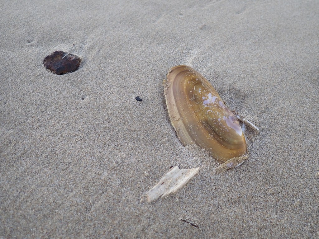 Empty valve, Pacific razor clam (Siliqua patula). Exterior surface with intact periostracum.