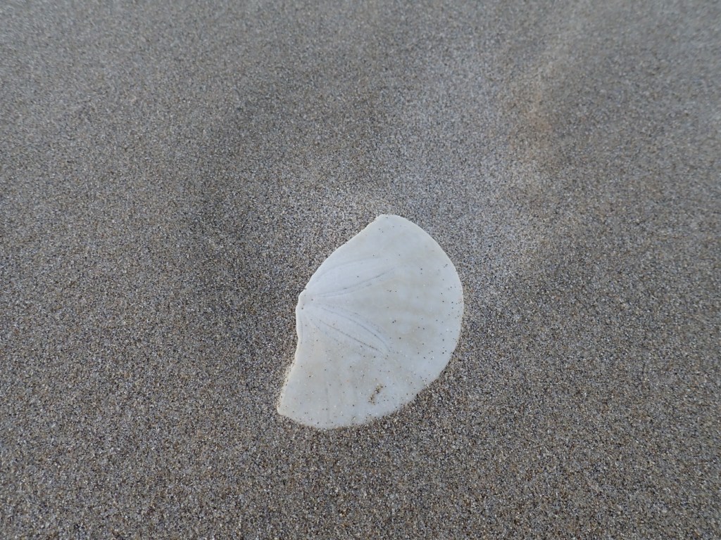 Half a bleached Dendraster excentricus test (shell).