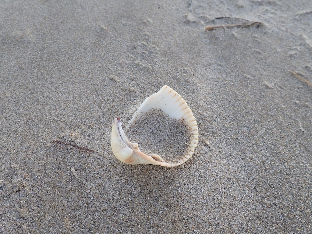 Upside-down cockle (Clinocardium nuttallii) fragment (one valve) partially filled with sand.