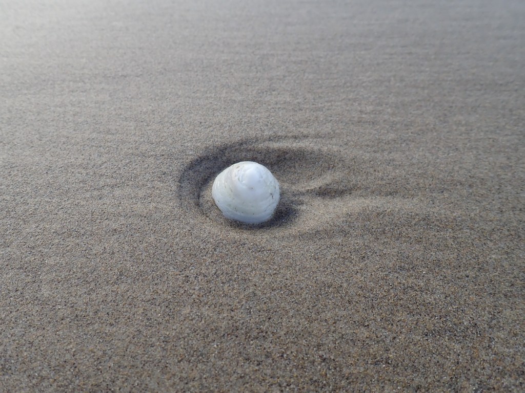 Swash pattern in the sand around a bleached empty whitecap (I think) limpet shell.
