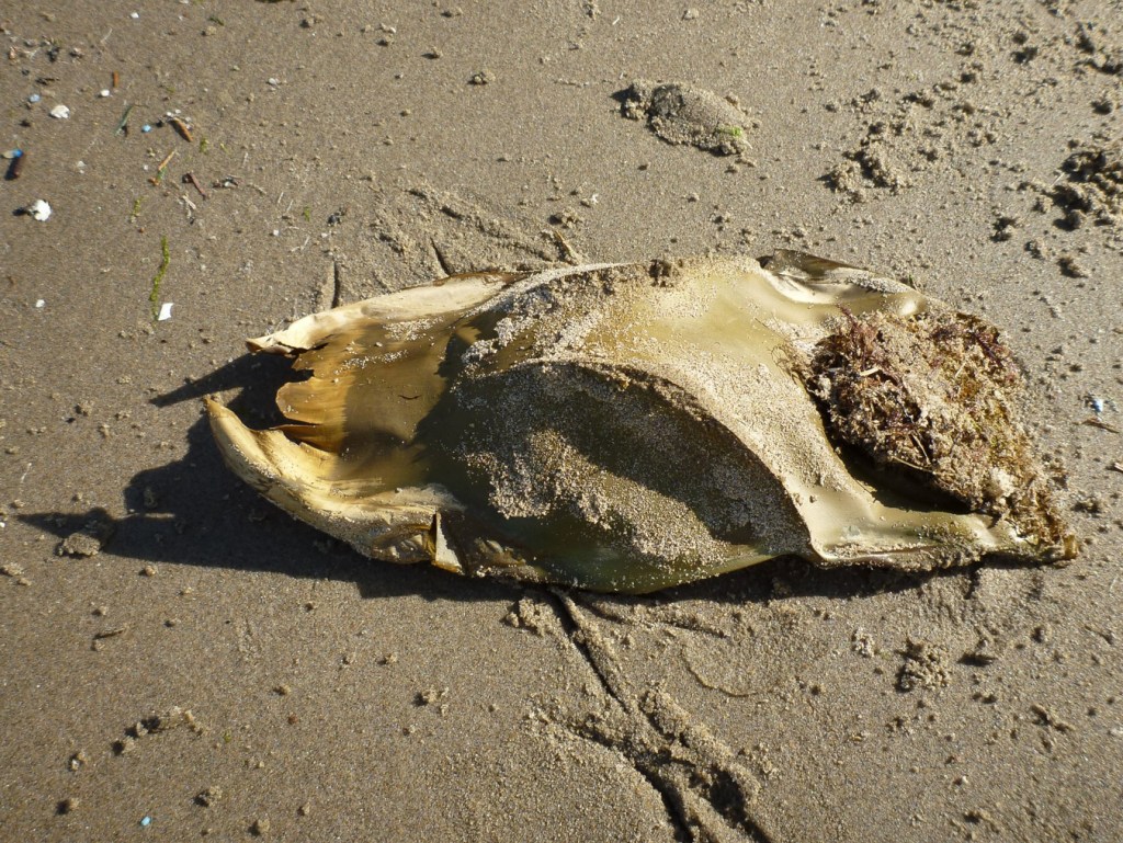 Closeup of a big skate Beringraja binoculata egg case resting on the sand.