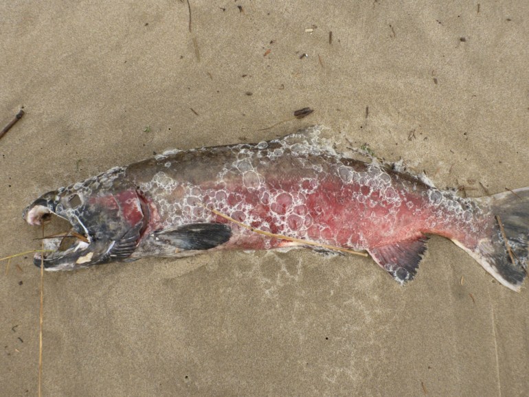 A buck silver or coho salmon Oncorhynchus kisutch carcass rests  just above the swash.