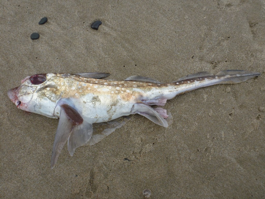 Freshly dead ratfish on moist beach sand