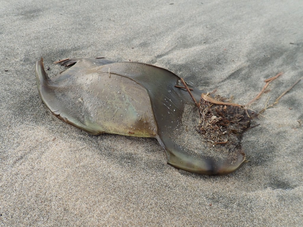 Closeup of a freshly washed up big skate egg case on damp sand.
