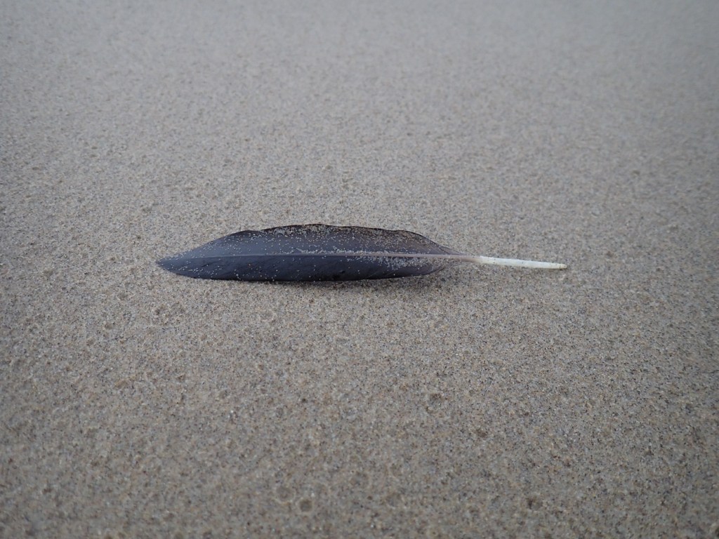 A dark flight feather on undisturbed sand.
