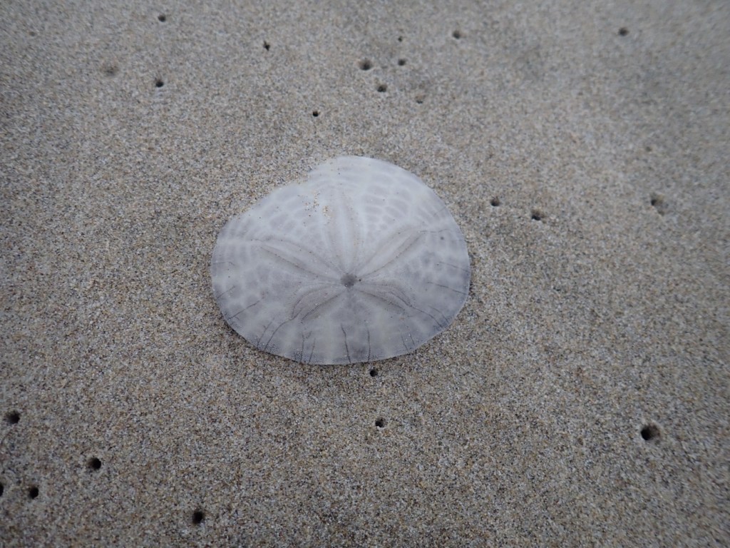 A sand dollar test (shell) on beach sand.
