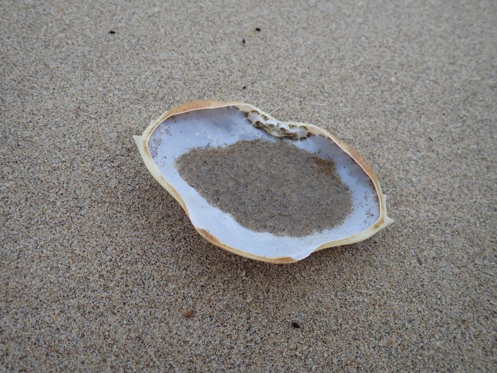 Upside-down Dungeness crab Metacarcinus magister carapace, its bottom partially filled with wet sand.