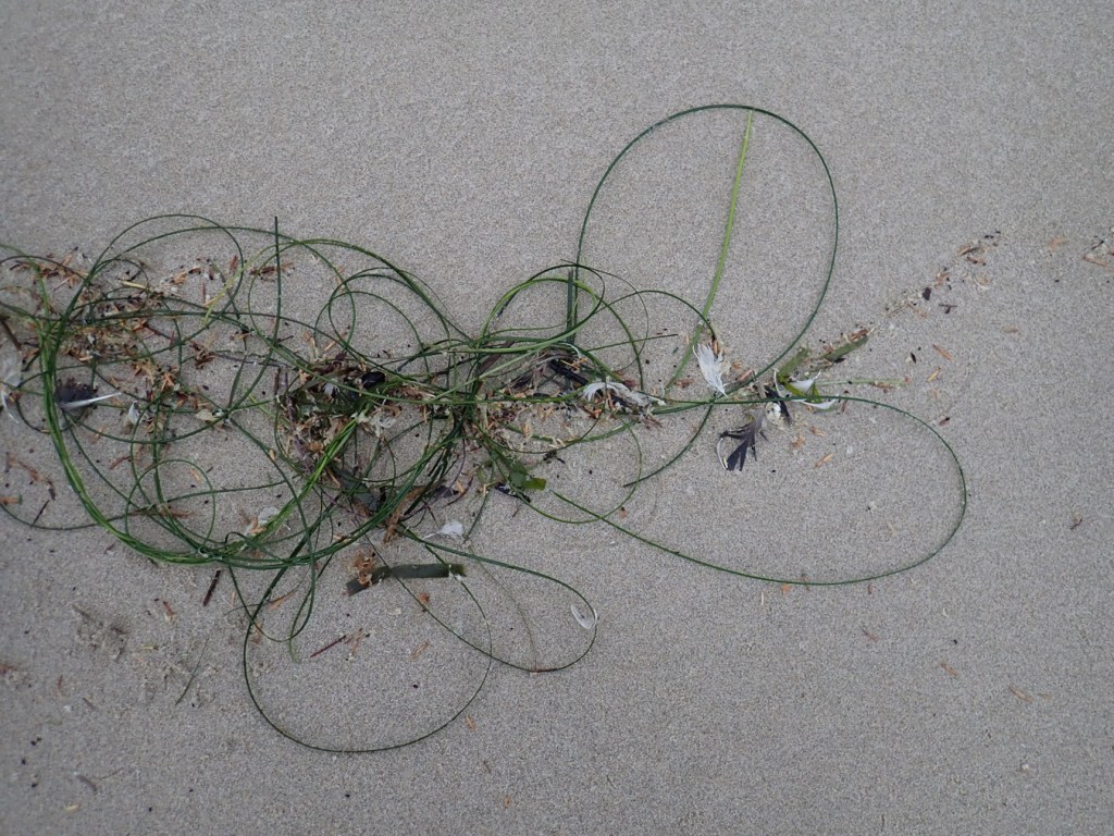 A few strands of surfgrass and other drifted materials rest on the sand.
