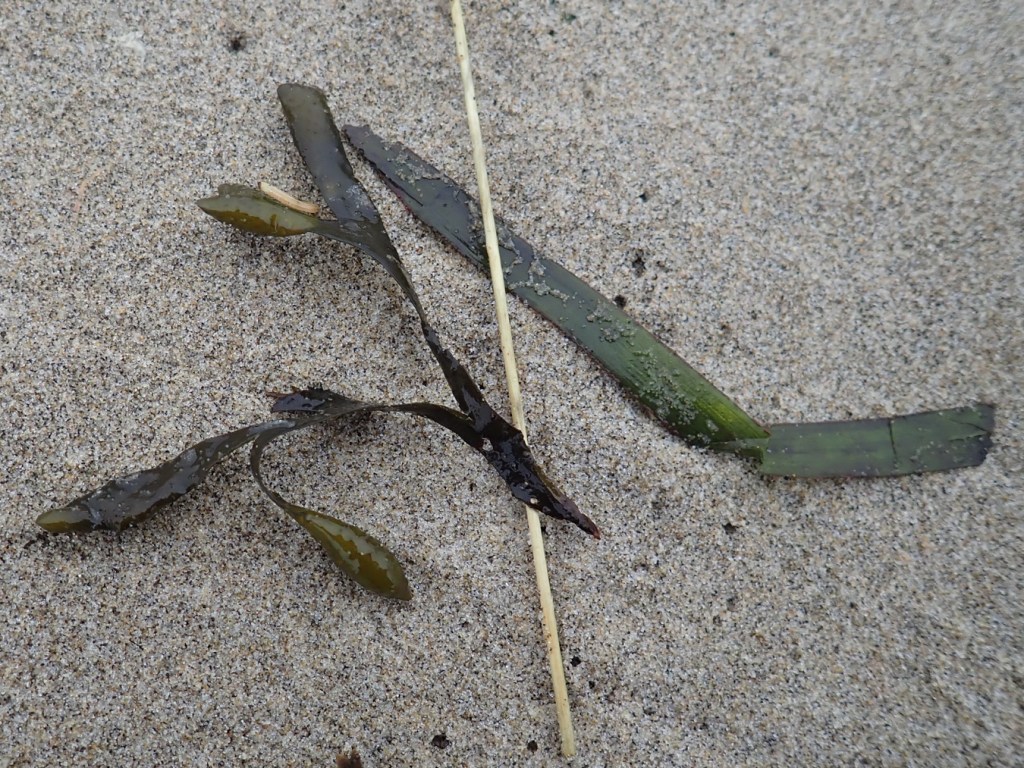 Fucus, eelgrass, and a terrestrial plant stem rest together on beach sand.