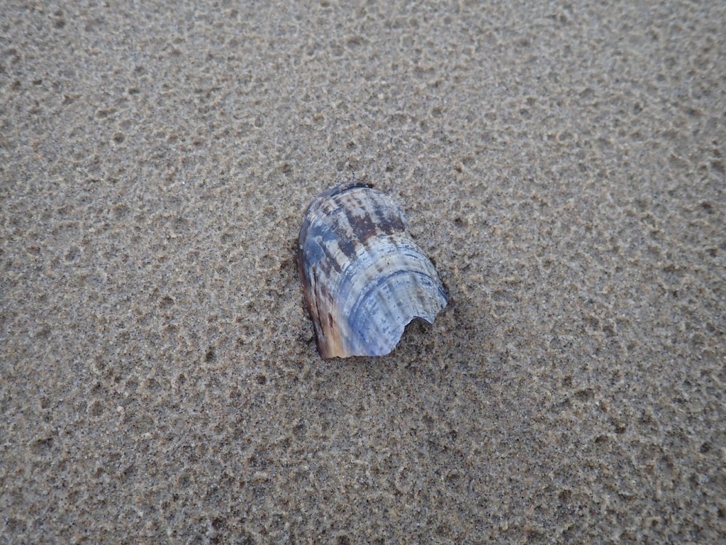 Fragment of a California mussel shell (exterior surface visible. In the background, impressions of raindrops in the sand.