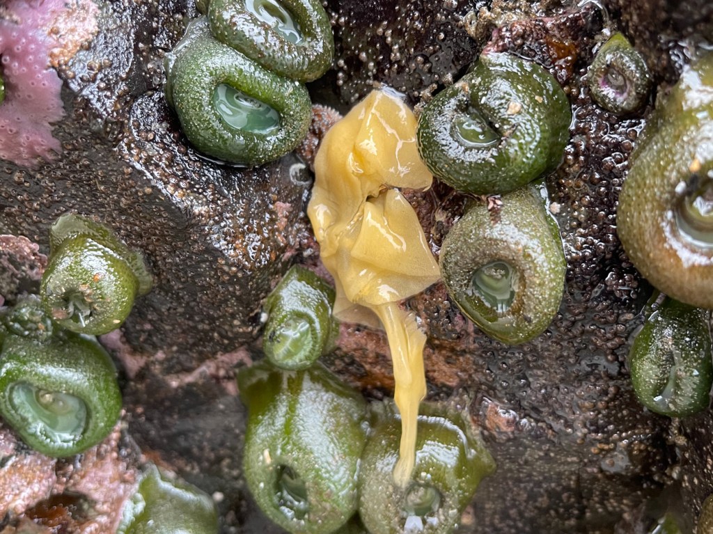 Egg ribbon draped on a rock face among several giant green anemones.