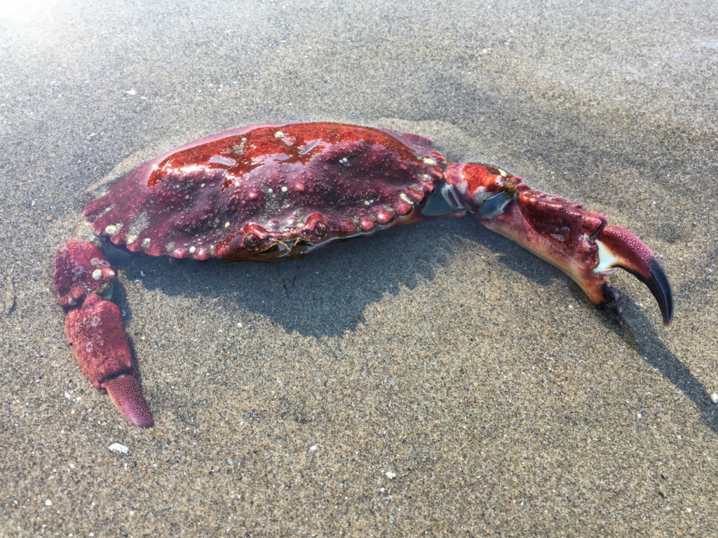 Closeup on a red rock crab Cancer productus partially buried in swash zone sand.