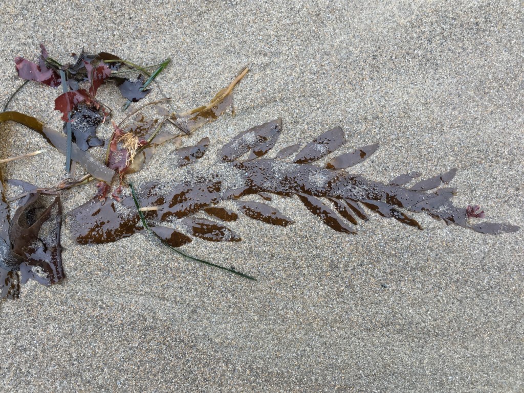 A reddish-brown central strand with short lateral branches laid out on clean beach sand.