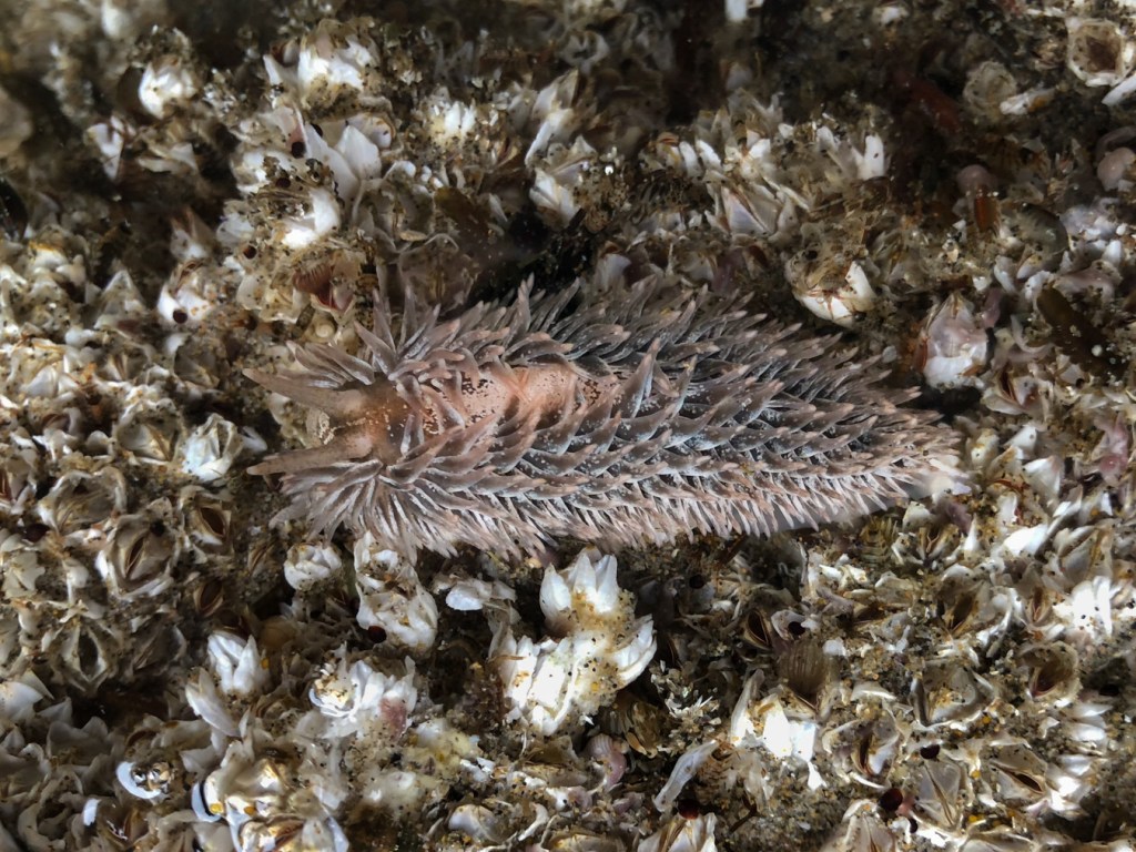 Aeolidia papillosa stretched out over a bed of acorn barnacles in a shallow, still tidepool.