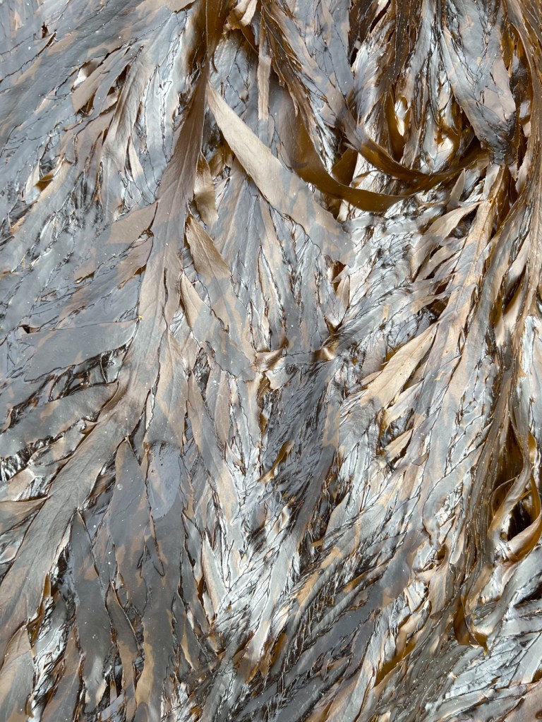 Closeup on a sheet of limp brown blades covering a rock face.