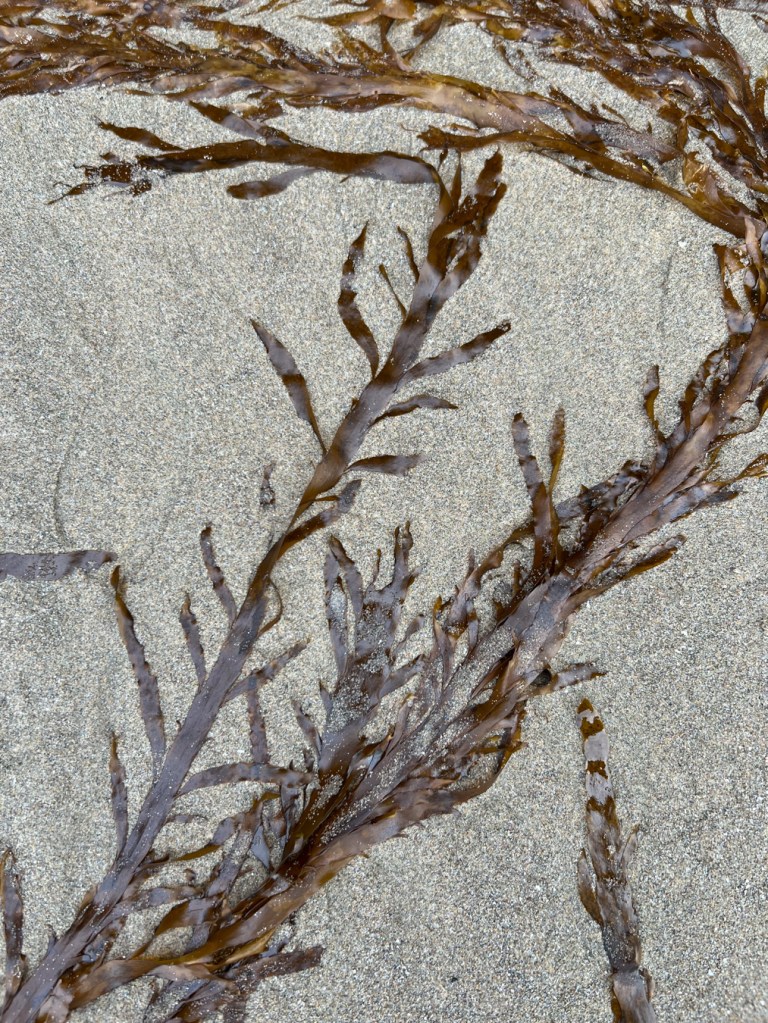 Several strands of flattened acid leaf laying out naturally on clean sand.