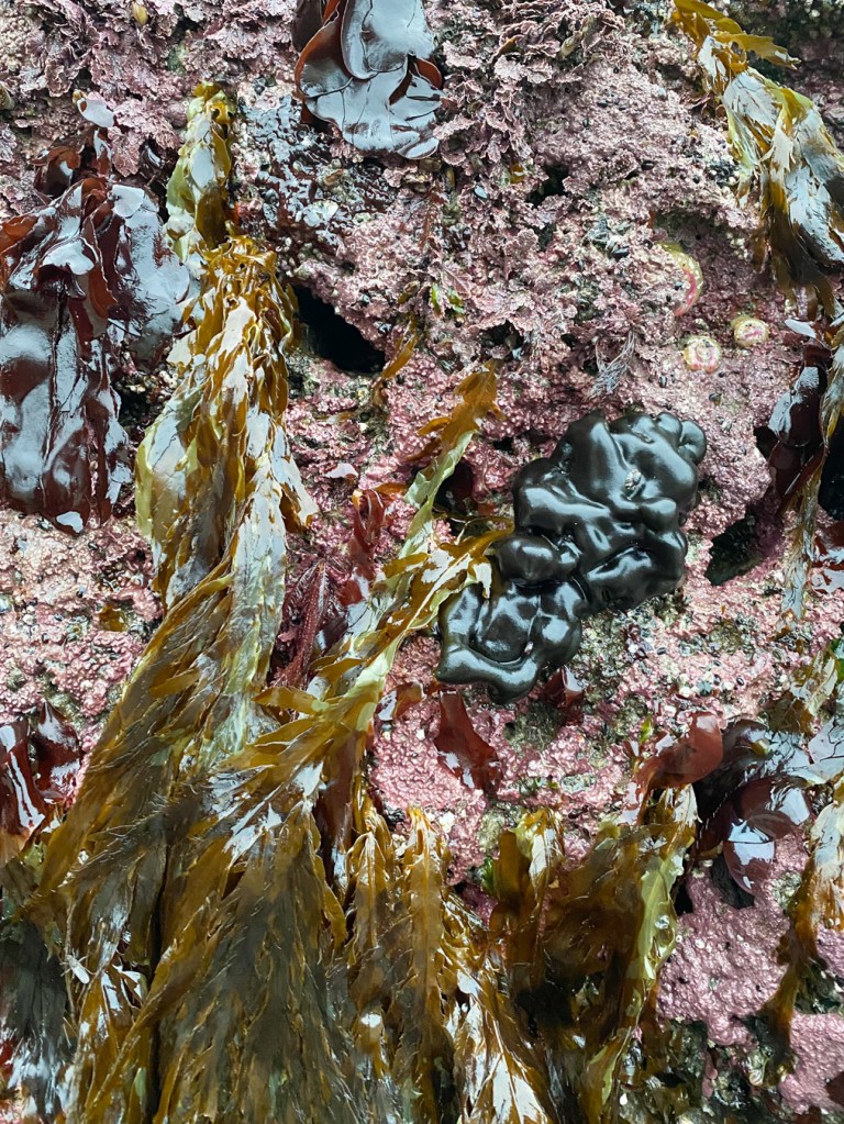 A tangle of olive-green blades on a vertical rock face encrusted with crustose corallines, red blades, and Codium setchellii.