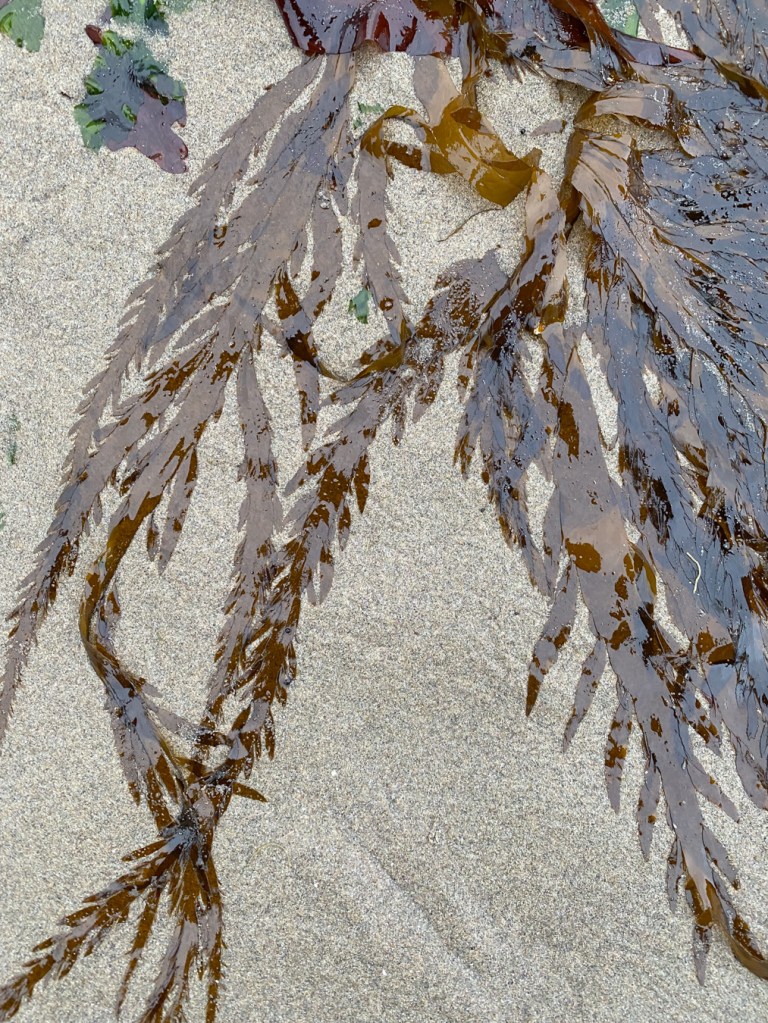 Several strands of flattened acid leaf laying out naturally on clean sand.
