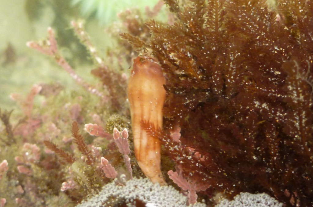 One Styela submerged on the edge of a tidepool.