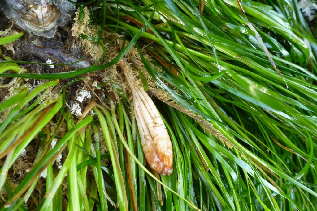 One Styela montereyensis on a bed of Phyllospadix.