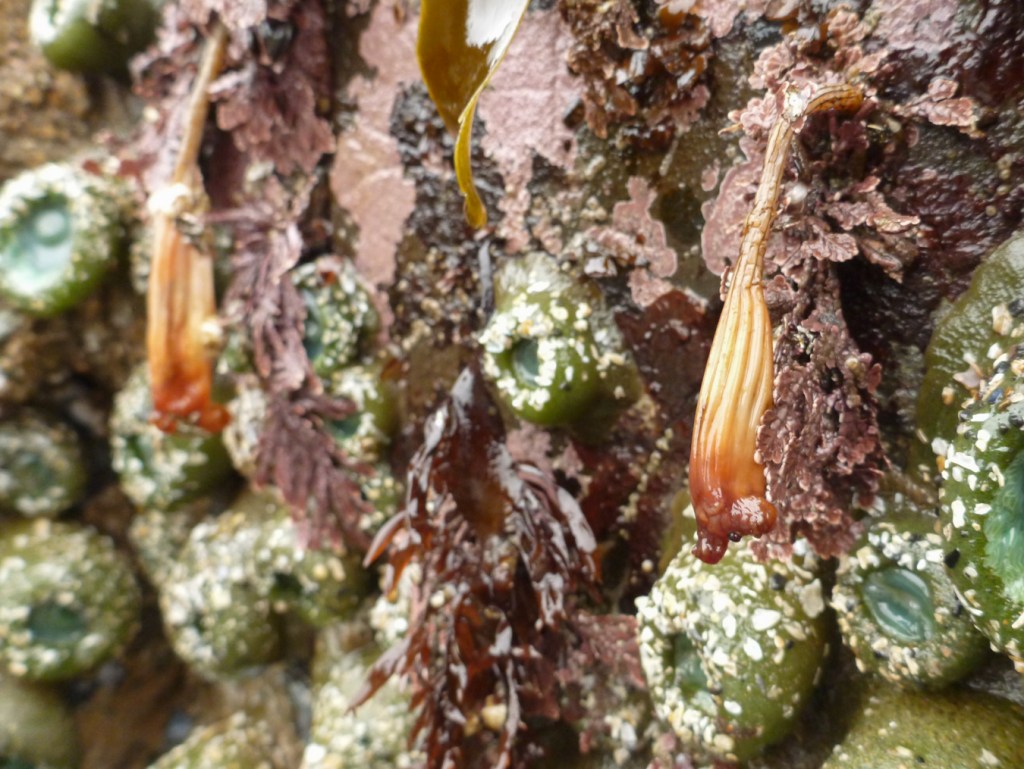 Two Styela montereyensis hanging down on an exposed low wall. Corallines and giant green anemones in the background.